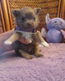'Chihuahua  Male Small Lilac Long Haired' - Photo 3