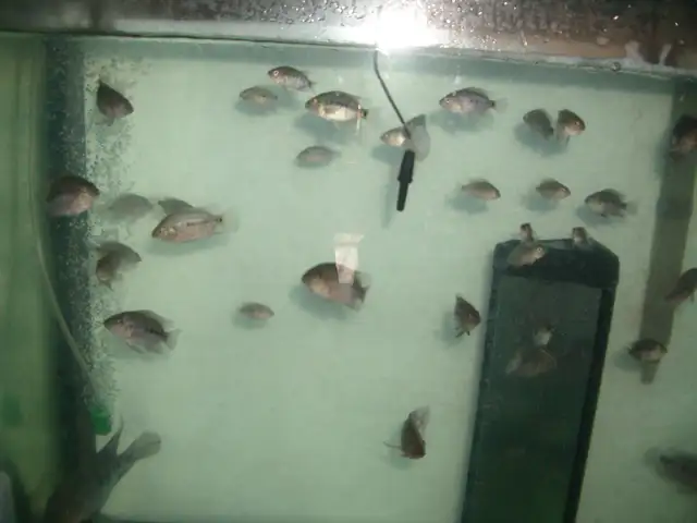 FOR SALE 20 HYBRID FISH TEXAS AND RED MONKEY FLOWER HORN $60