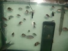 FOR SALE 20 HYBRID FISH TEXAS AND RED MONKEY FLOWER HORN $60 - Photo 2