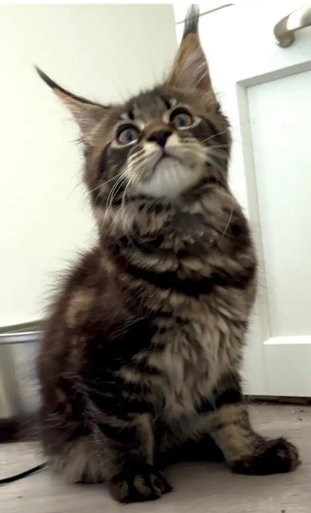 Stunning Maine Coon Kittens: Ready Now   November