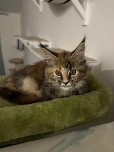 Stunning Maine Coon Kittens: Ready Now   November - Photo 2