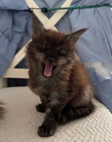 Stunning Maine Coon Kittens: Ready Now   November - Photo 4