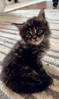 Stunning Maine Coon Kittens: Ready Now   November - Photo 9