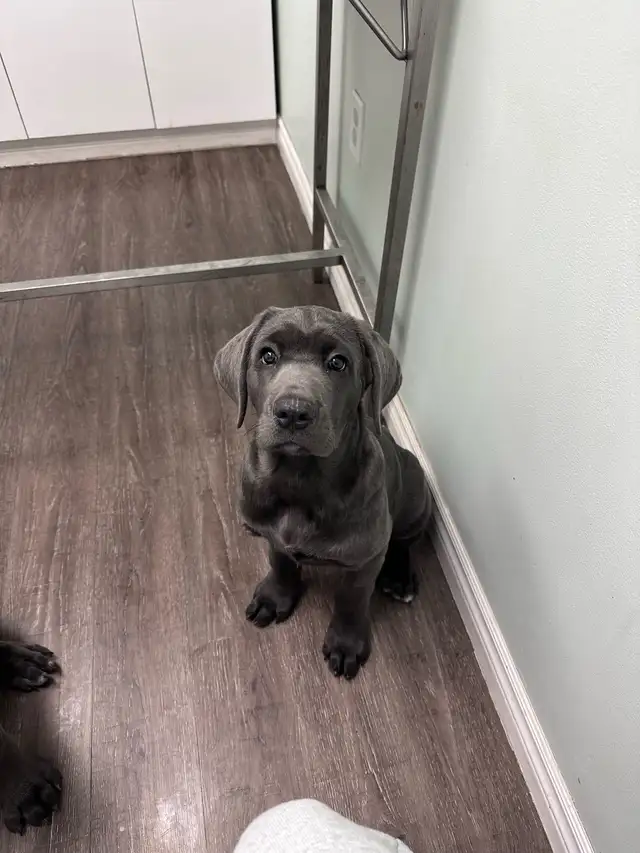 Female Blue Cane Corso Puppy For Sale