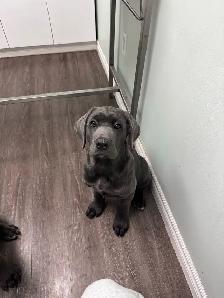 Female Blue Cane Corso Puppy For Sale