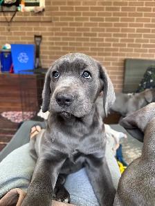 Female Blue Cane Corso Puppy For Sale - Photo 2