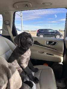 Female Blue Cane Corso Puppy For Sale - Photo 3