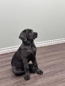 Female Blue Cane Corso Puppy For Sale - Photo 4