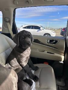 Female Blue Cane Corso Puppy For Sale - Photo 5