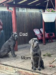 Female Blue Cane Corso Puppy For Sale - Photo 6
