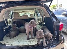 Female Blue Cane Corso Puppy For Sale - Photo 7