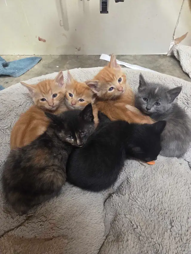 Barn cats