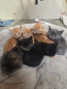 Barn cats