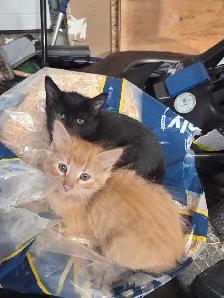 Barn cats - Photo 2