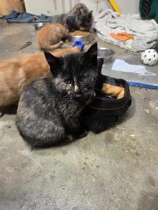 Barn cats - Photo 3