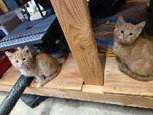 Barn cats - Photo 4