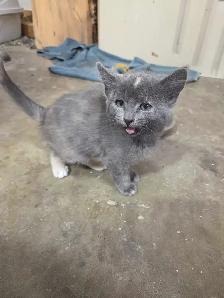 Barn cats - Photo 5