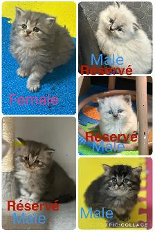 Himalayan & Persian Kittens/Chatons Himalayen-Persan - Photo 2