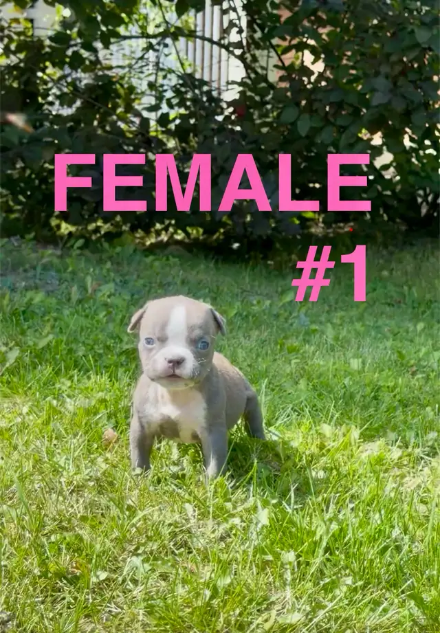 American Bulldog Puppies