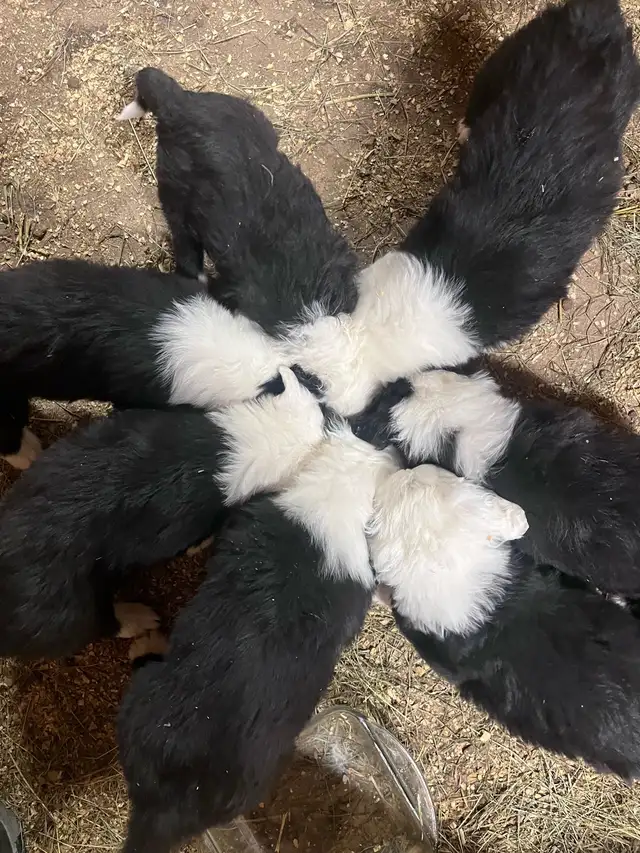 Berger Anglais / Old English Sheep dog