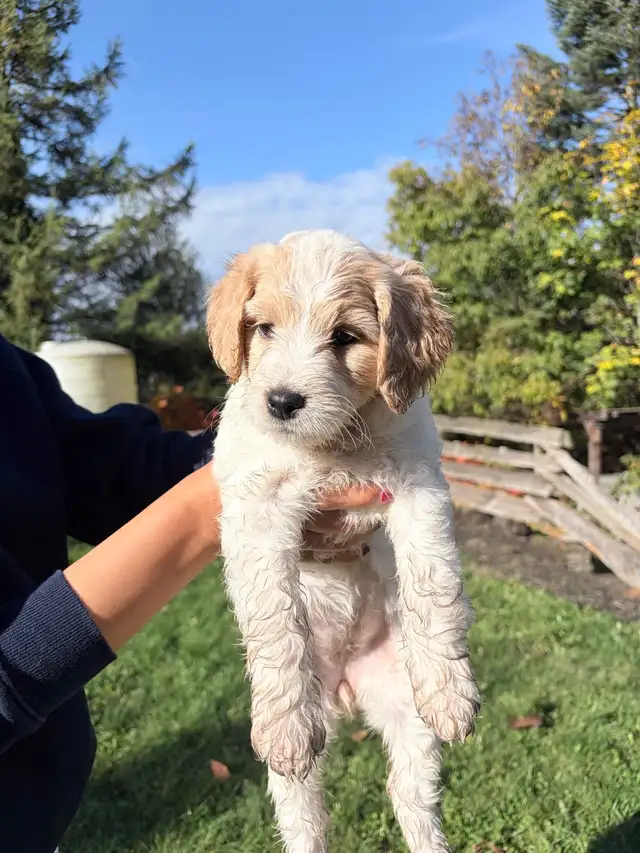 9 Beautiful F1B Moyen Goldendoodles