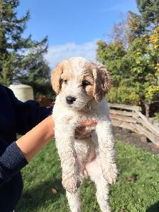 9 Beautiful F1B Moyen Goldendoodles