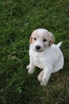 9 Beautiful F1B Moyen Goldendoodles - Photo 2