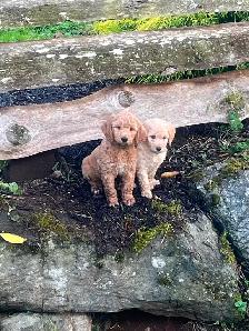 9 Beautiful F1B Moyen Goldendoodles - Photo 3