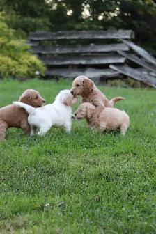 9 Beautiful F1B Moyen Goldendoodles - Photo 4