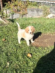 9 Beautiful F1B Moyen Goldendoodles - Photo 5