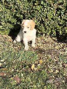 9 Beautiful F1B Moyen Goldendoodles - Photo 6