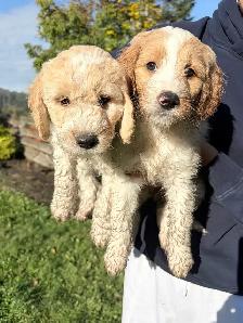 9 Beautiful F1B Moyen Goldendoodles - Photo 7