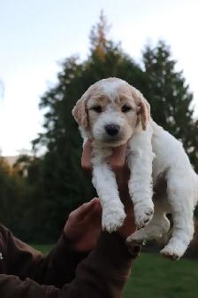 9 Beautiful F1B Moyen Goldendoodles - Photo 8