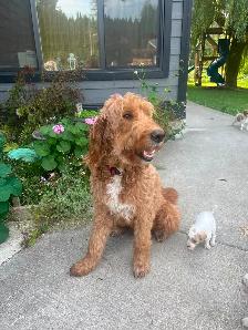 9 Beautiful F1B Moyen Goldendoodles - Photo 9