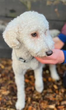 9 Beautiful F1B Moyen Goldendoodles - Photo 10