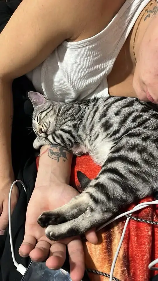 chatte bengal