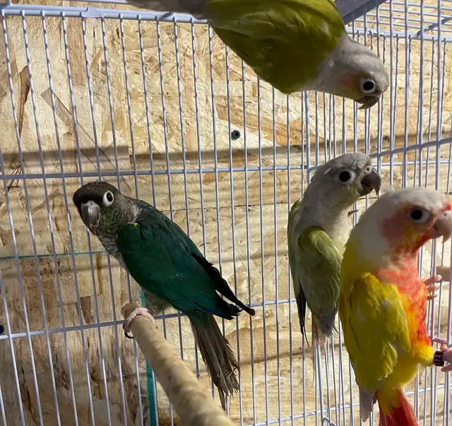 suncheek conure males.
