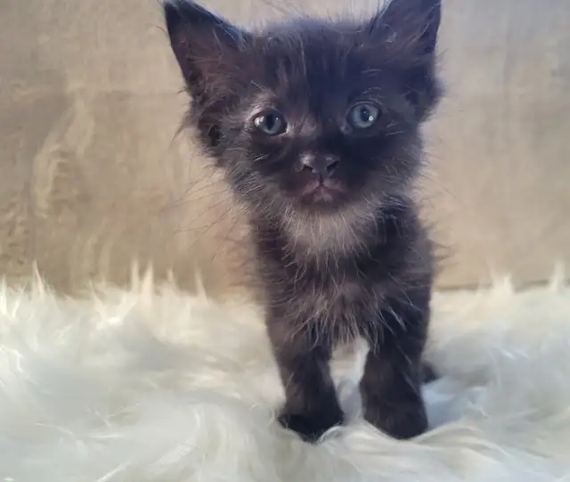 Thanksgiving Special (1 Left) Ragdoll x Maine Coon Mix Kitten