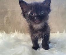 Thanksgiving Special (1 Left) Ragdoll x Maine Coon Mix Kitten