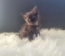 Thanksgiving Special (1 Left) Ragdoll x Maine Coon Mix Kitten - Photo 2
