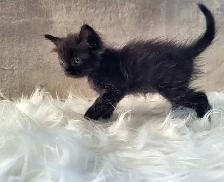 Thanksgiving Special (1 Left) Ragdoll x Maine Coon Mix Kitten - Photo 3
