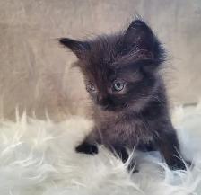 Thanksgiving Special (1 Left) Ragdoll x Maine Coon Mix Kitten - Photo 4