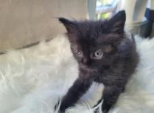Thanksgiving Special (1 Left) Ragdoll x Maine Coon Mix Kitten - Photo 5
