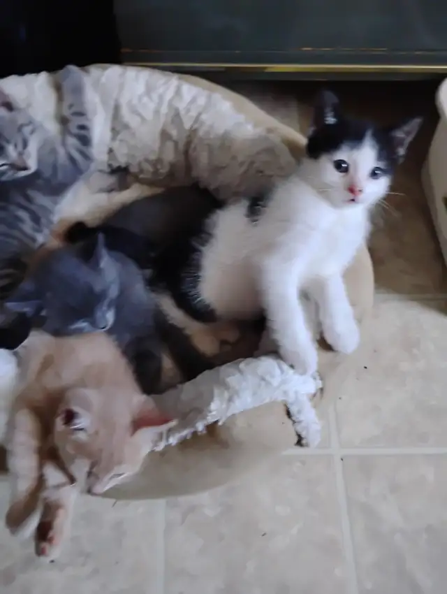 Free kitten Ste Anne  all males