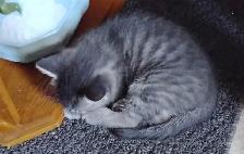 Free kitten Ste Anne  all males - Photo 4