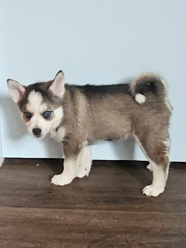 Pomsky Pups