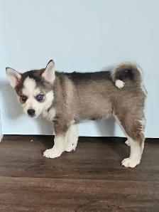 Pomsky Pups