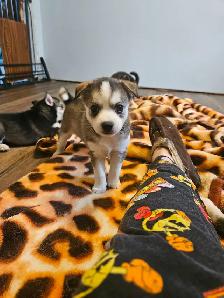 Pomsky Pups - Photo 2
