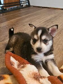 Pomsky Pups - Photo 3