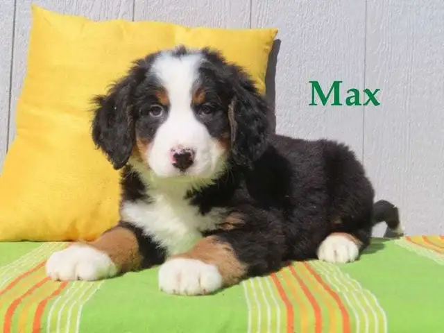Bernese puppies.